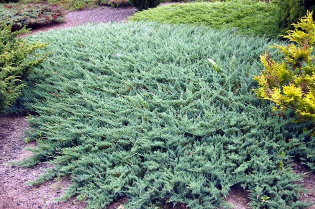 Juniperus Horizontalis